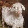 thelofigoat